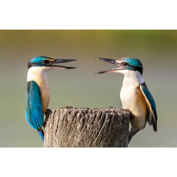 Messages of Hope Greeting Cards - Set 1