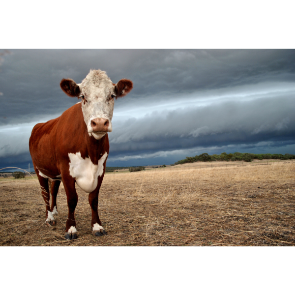 Messages of Hope Greeting Cards - Set 1