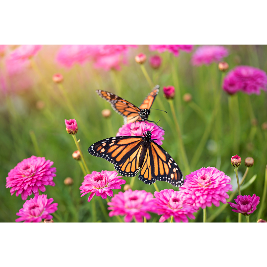 Messages of Hope Greeting Cards - Set 2 - Image 2