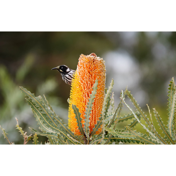 Messages of Hope Greeting Cards - Set 2